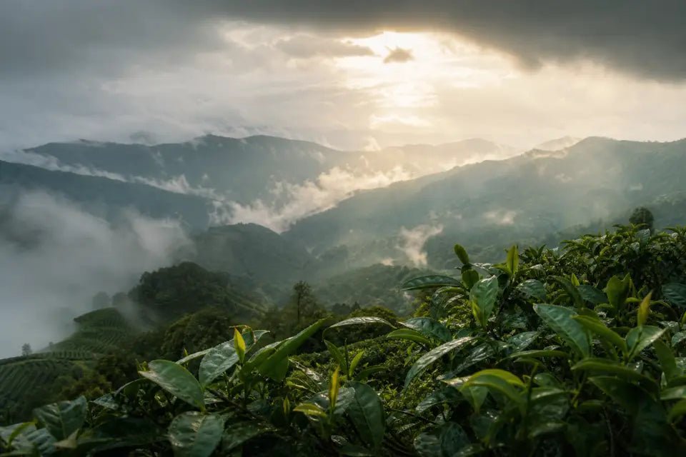 Why Yunnan's Climate Shapes Pu-erh Tea - Real Puerh Tea